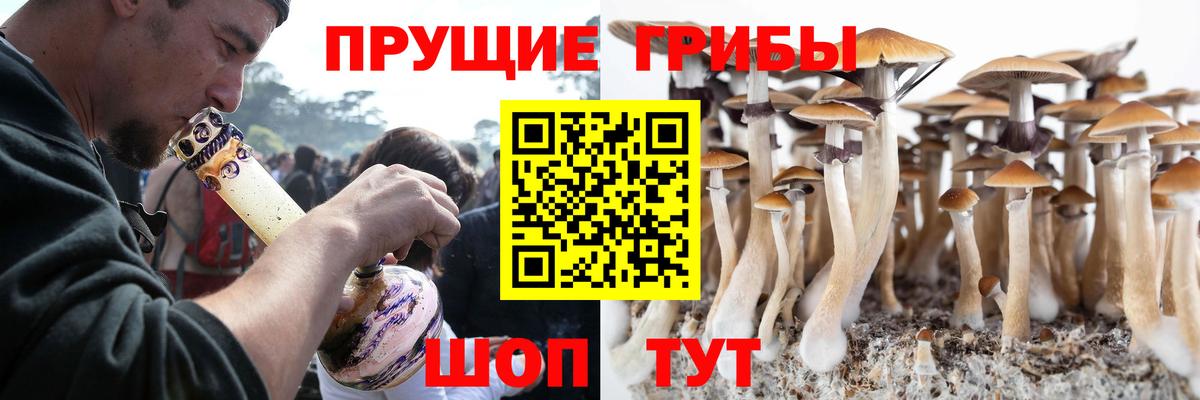 Галлюциногенные грибы Psilocybe Вязники
